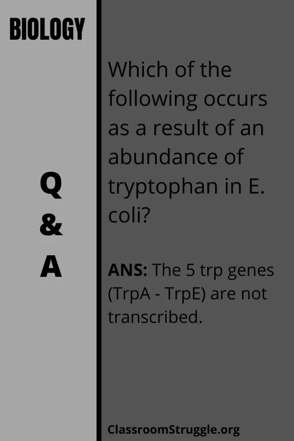 Which of the following occurs as a result of an abundance of tryptophan in E. coli?