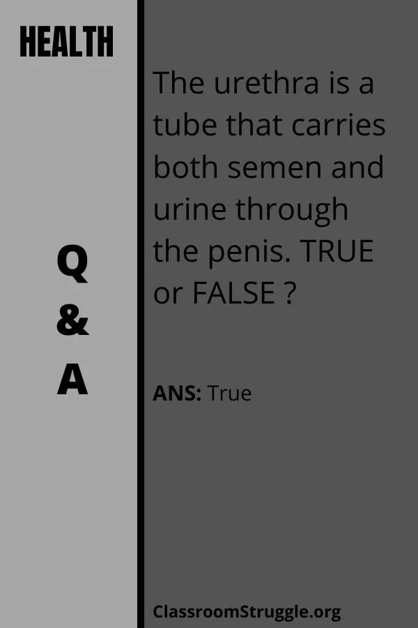 The urethra is a tube that carries both semen and urine through the penis.